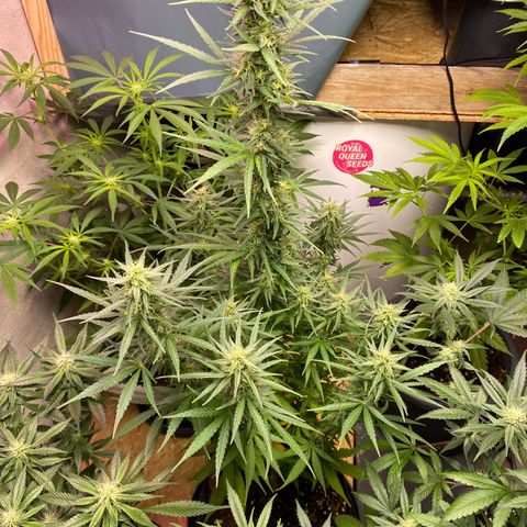 Royal Gorilla 🦍  growlog timeline photo