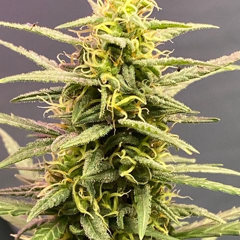 Royal Gorilla 🦍  growlog timeline photo