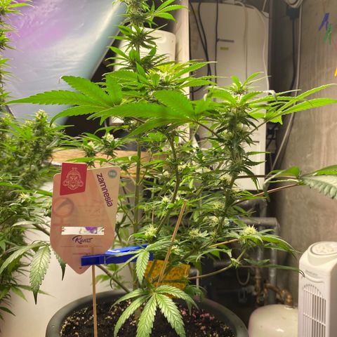 Rotz growlog timeline photo