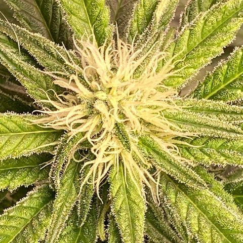 Orange Bud growlog timeline photo