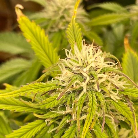 White Widow  #1 growlog timeline photo