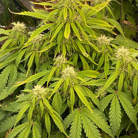 White Widow  #1 growlog timeline photo