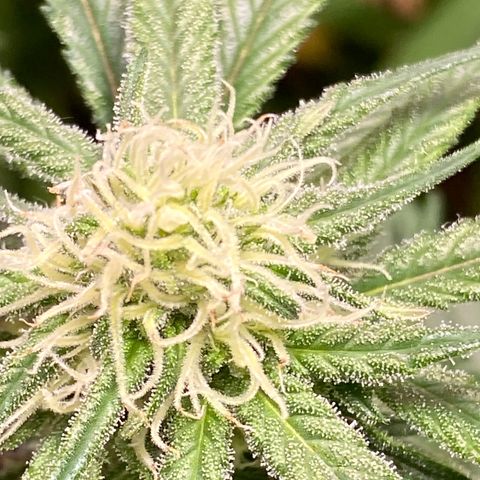 Rotz growlog timeline photo