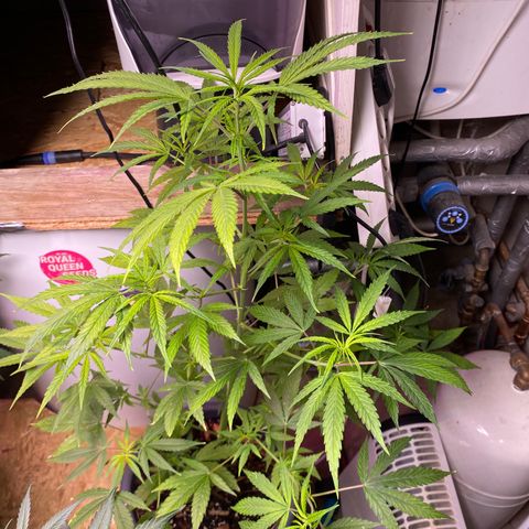 Super Silver Haze  #1 growlog timeline photo