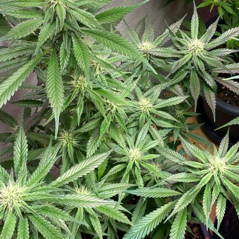 Orange Bud growlog timeline photo