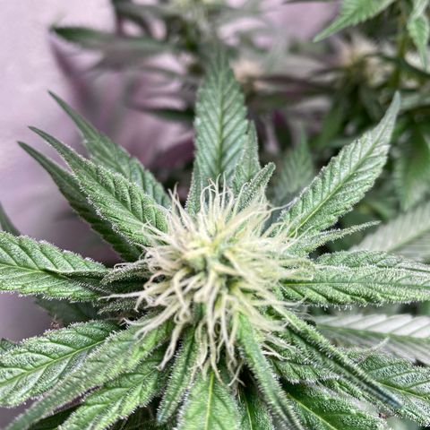 Orange Bud growlog timeline photo