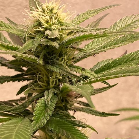 Orange Bud growlog timeline photo