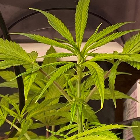 Super Silver Haze  #1 growlog timeline photo