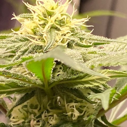 Rotz growlog timeline photo