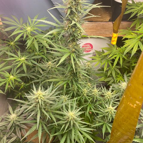 Royal Gorilla 🦍  growlog timeline photo
