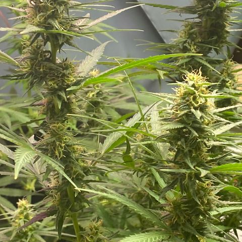 Royal Gorilla 🦍  growlog timeline photo