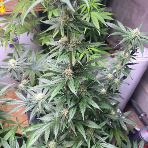 Rotz growlog timeline photo
