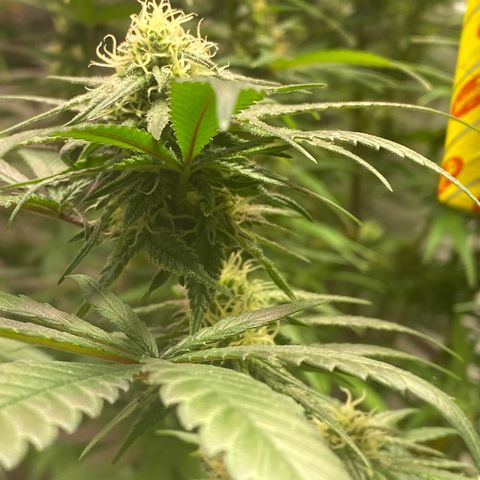 Rotz growlog timeline photo