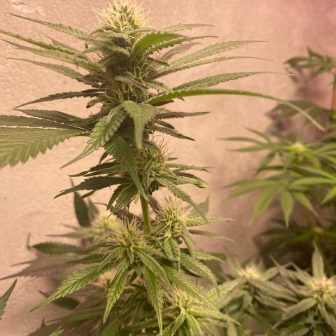 Orange Bud growlog timeline photo