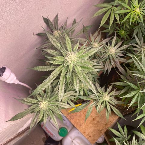 Orange Bud growlog timeline photo