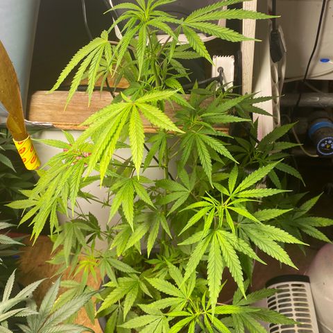 Super Silver Haze  #1 growlog timeline photo