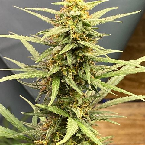 Royal Gorilla 🦍  growlog timeline photo