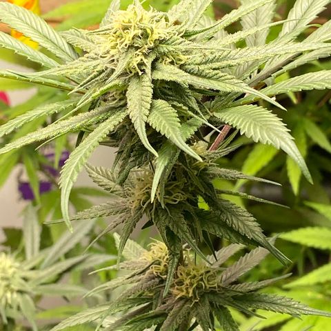 Rotz growlog timeline photo