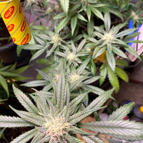 Rotz growlog timeline photo