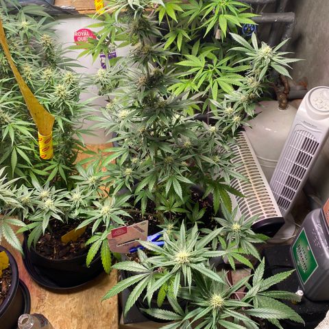 Rotz growlog timeline photo