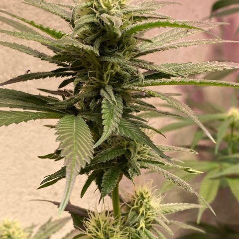 Orange Bud growlog timeline photo