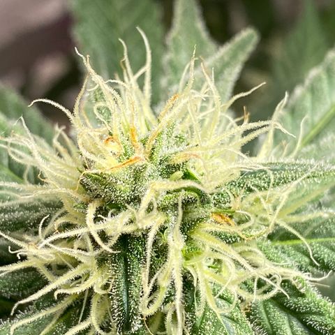 Orange Bud growlog timeline photo
