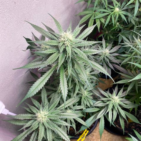 Orange Bud growlog timeline photo