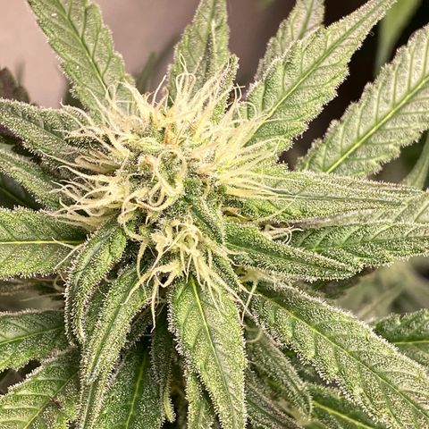 Orange Bud growlog timeline photo