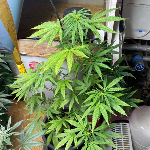 Super Silver Haze  #1 growlog timeline photo