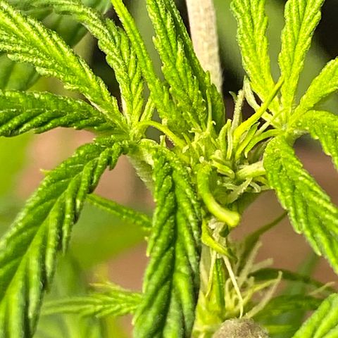Super Silver Haze  #1 growlog timeline photo