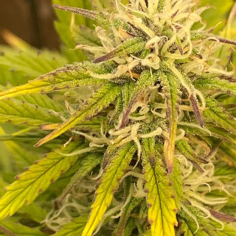 White Widow  #1 growlog timeline photo