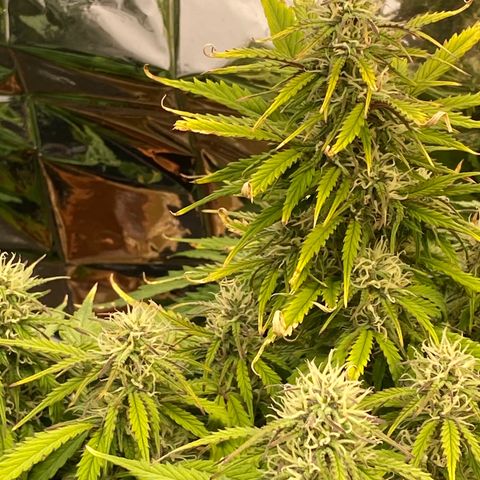 White Widow  #1 growlog timeline photo