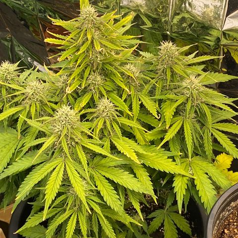 White Widow  #1 growlog timeline photo