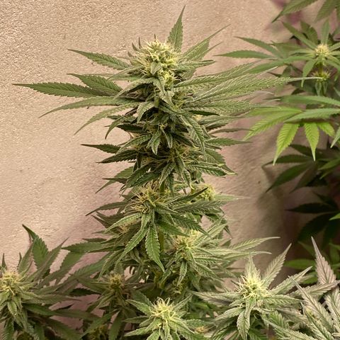 Orange Bud growlog timeline photo