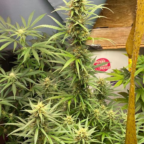 Royal Gorilla 🦍  growlog timeline photo