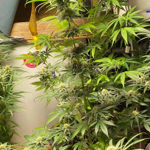 Rotz growlog timeline photo