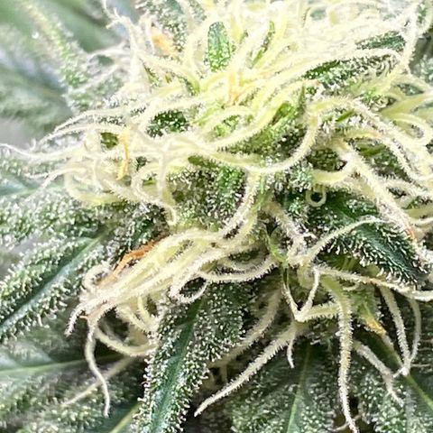 Rotz growlog timeline photo