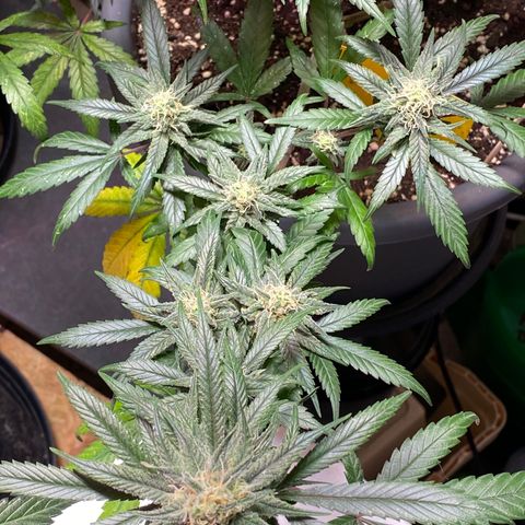 Rotz growlog timeline photo
