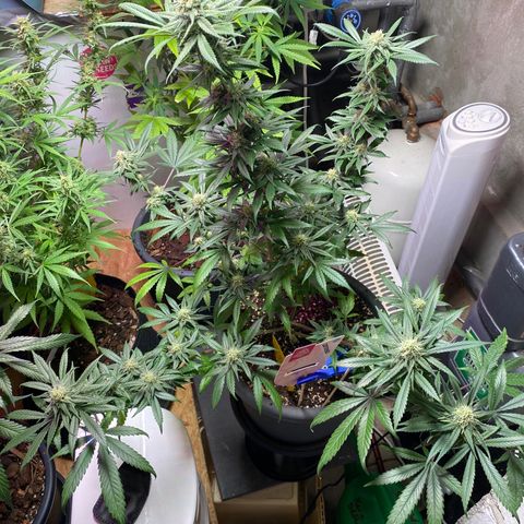 Rotz growlog timeline photo