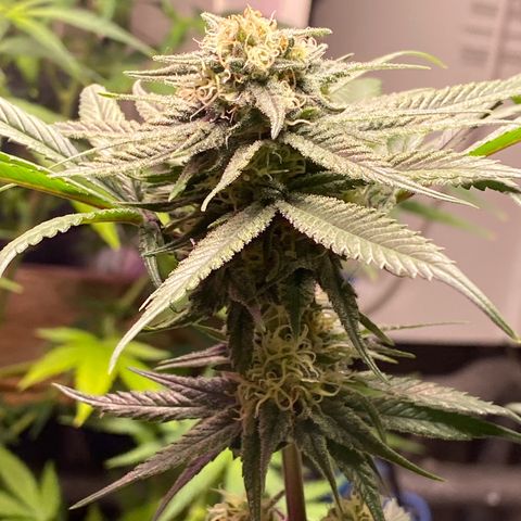Rotz growlog timeline photo
