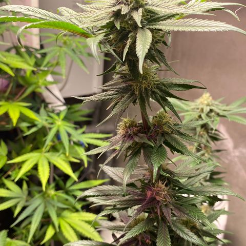 Rotz growlog timeline photo
