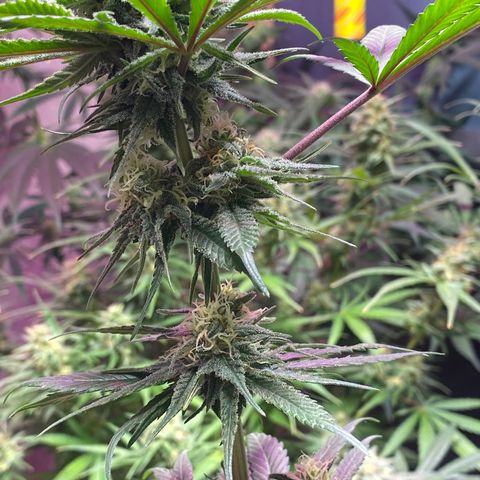 Rotz growlog timeline photo