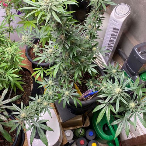 Rotz growlog timeline photo