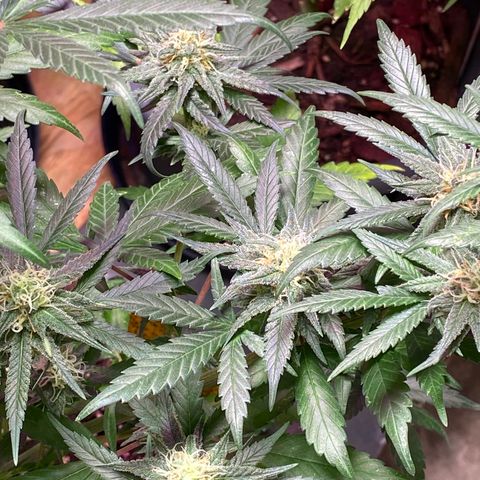 Rotz growlog timeline photo