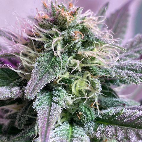 Orange Bud growlog timeline photo