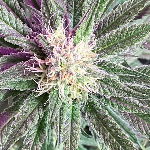 Orange Bud growlog timeline photo