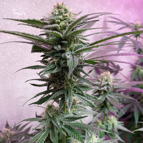 Orange Bud growlog timeline photo