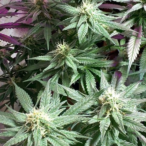 Orange Bud growlog timeline photo