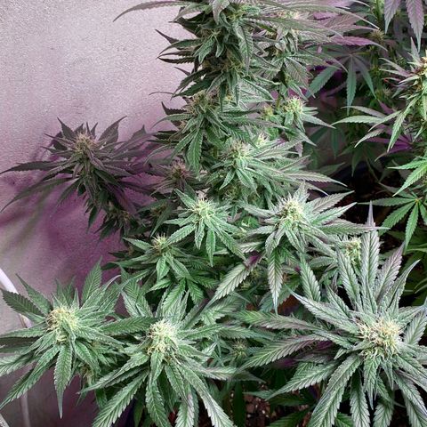 Orange Bud growlog timeline photo
