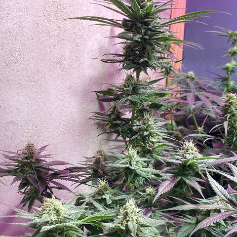 Orange Bud growlog timeline photo